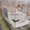 Elecciones europeas: en Elche pueden votar 172.880 personas, en Santa Pola 25.225 y en Crevillent 21.242