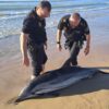 Fallece un delfín que apareció varado en la playa de La Marina