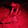 Una tortuga pone 117 huevos en la playa de Los Arenales del Sol