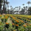 Elche recupera la tradición de plantar tagetes para la Batalla de Flores, en la que se utilizarán 50.000 unidades