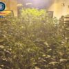 Detienen a una pareja que tenía una plantación de marihuana en Carrús