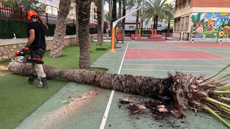 Retiran 89 palmeras en mal estado de 14 centros educativos de Elche